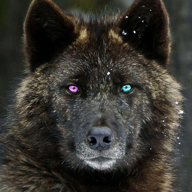 Photograph of a black wolf, facing the viewer. The eyes are edited so that the left eye is blue and the right eye is purple.