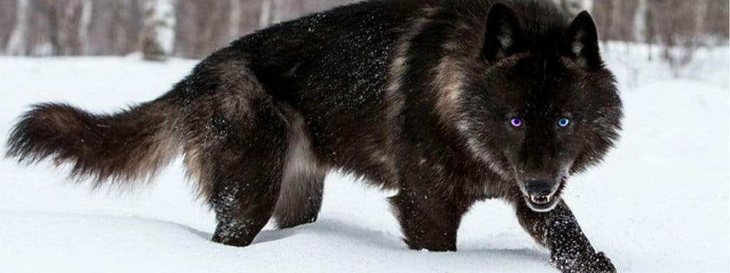Photograph of a black wolf, facing the viewer. The eyes are edited so that the left eye is blue and the right eye is purple.